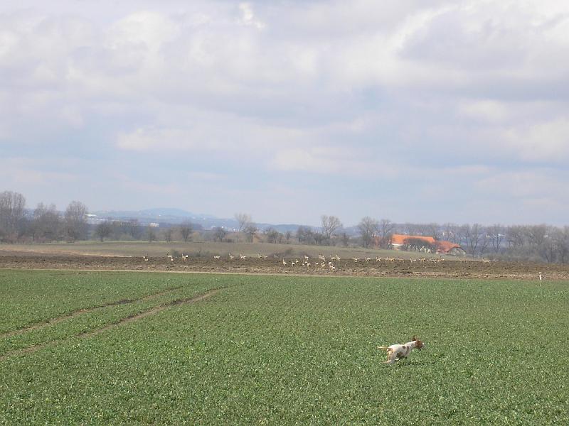 P3241270.JPG - Questa z Mešinské hájovny a neohrožené srnky