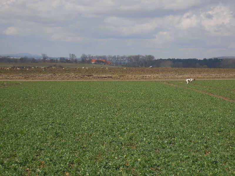 P3241273.JPG - Questa z Mešinské hájovny a neohrožené srnky