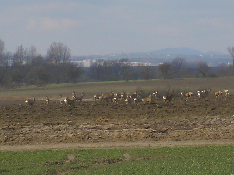 P3241276.JPG - srnky