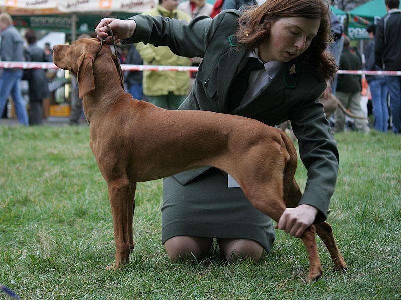 aneta_postoj.jpg - Ch.Anett z Tišnovských revírů - V1,CAC + dokončen Český šampion