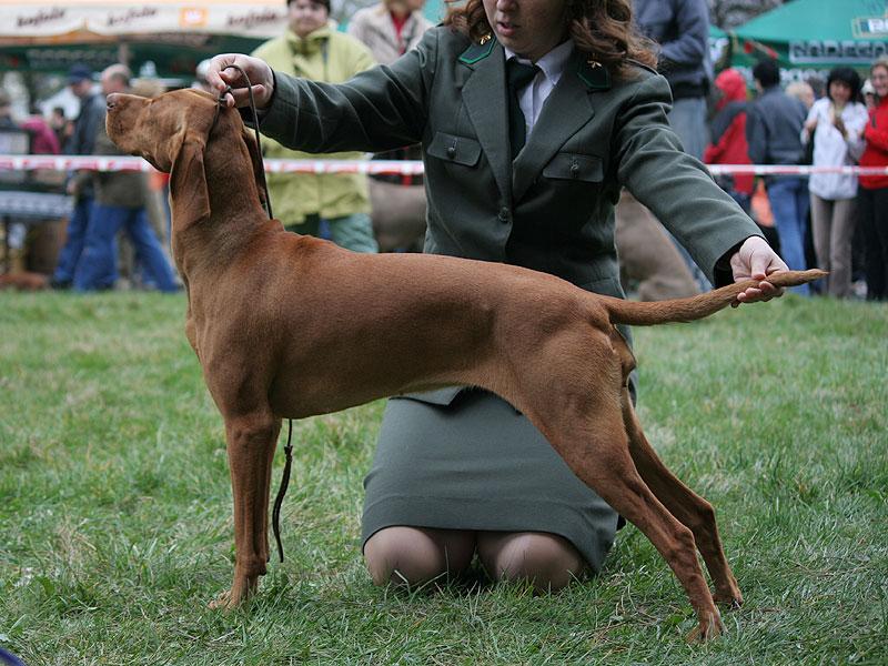 aneta_postoj2.jpg - Ch.Anett z Tišnovských revírů - V1,CAC + dokončen Český šampion