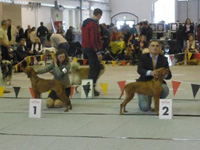 MVP Drany 2012 - CACIB (foto Bra Matjkov)